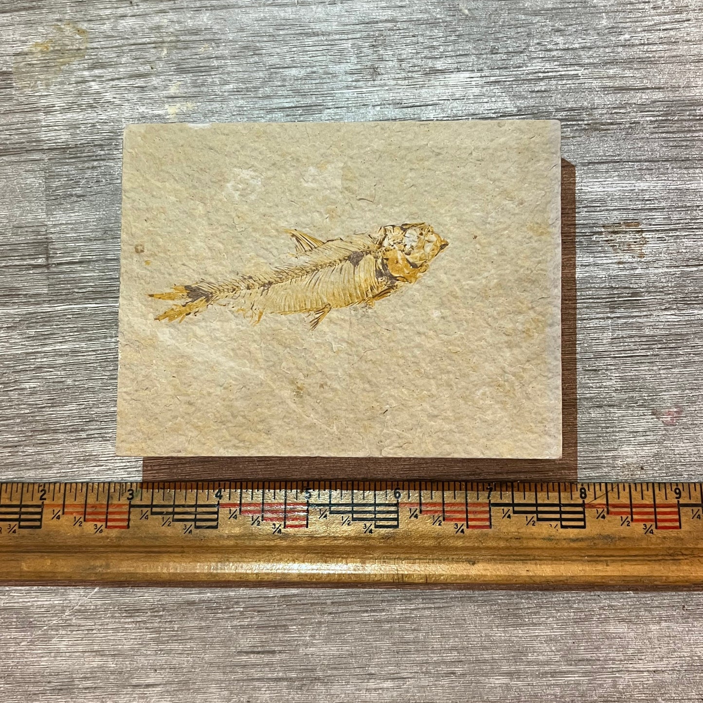 Knightia eocaena fossil