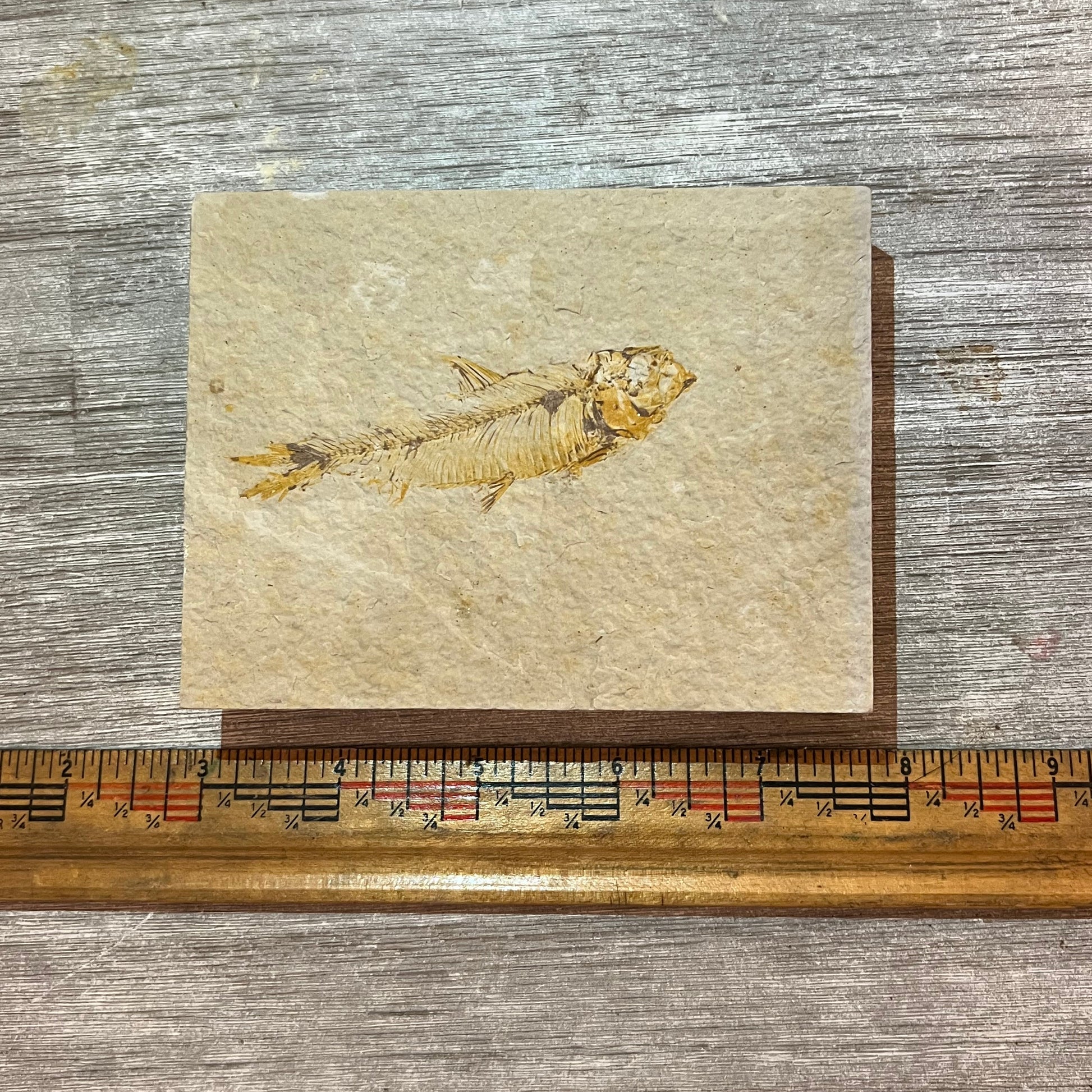 Knightia eocaena fossil