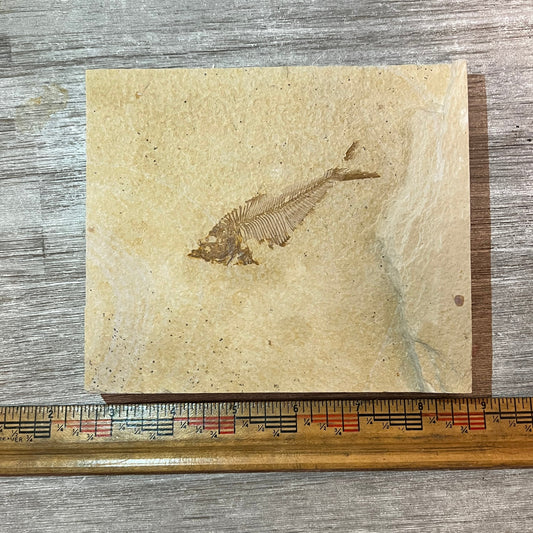 Diplomystus denatus #2-009