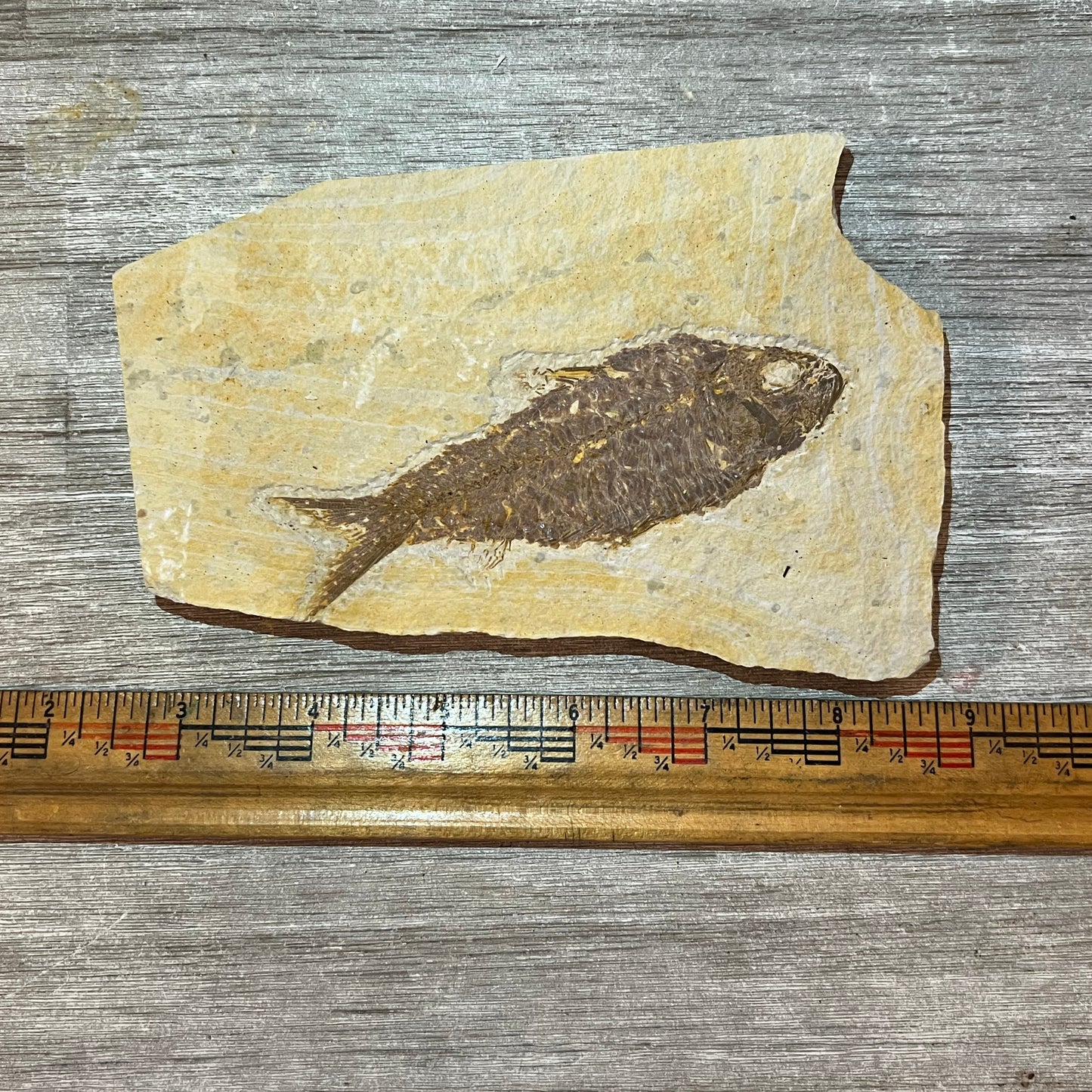A grade knightia eocaena fossil