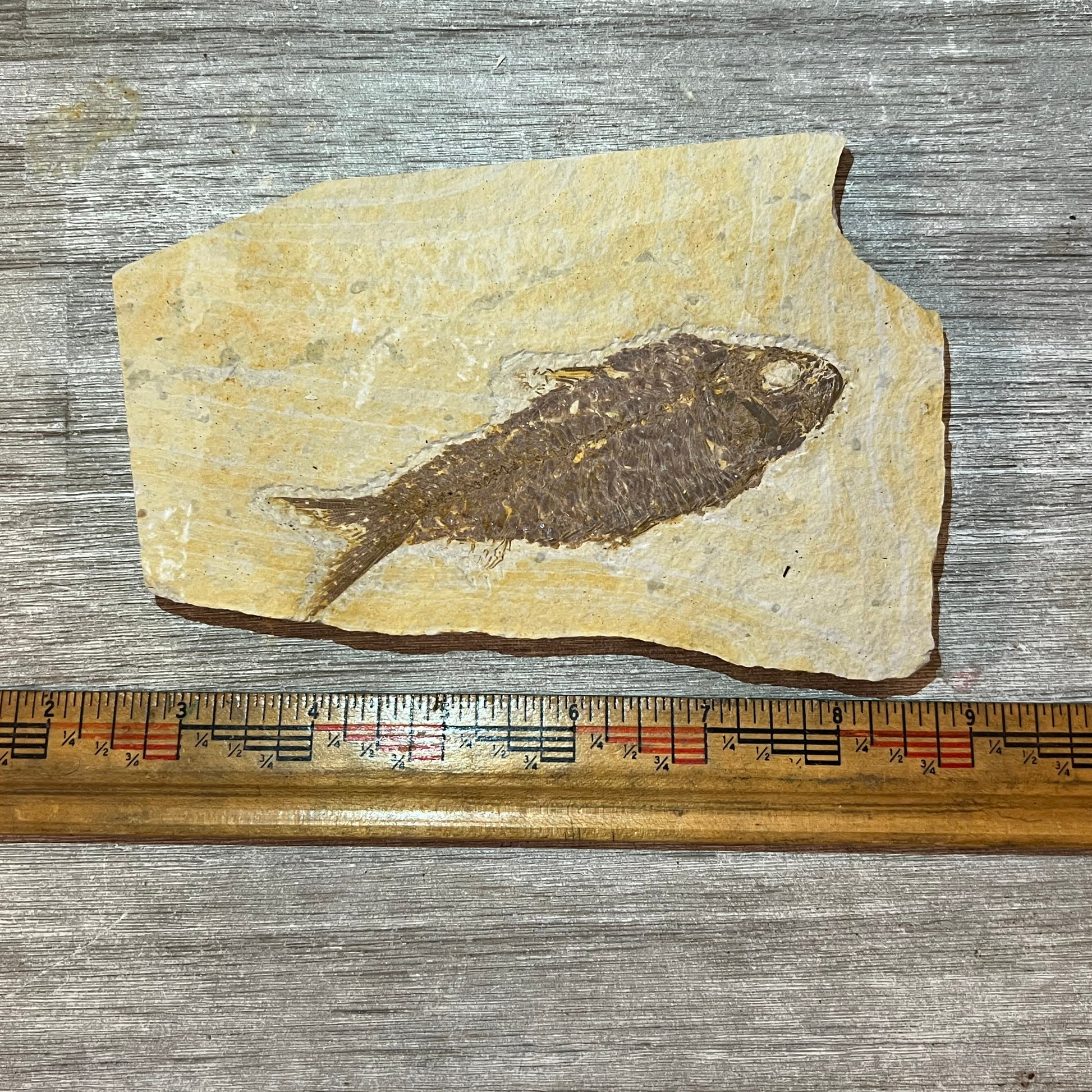 A grade knightia eocaena fossil