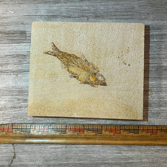 Knightia fossil fish tile