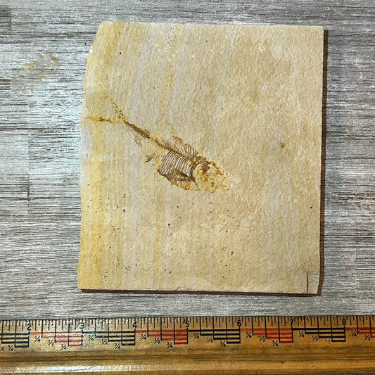 Fossil on a piece of stone with a ruler for scale on a wooden surface