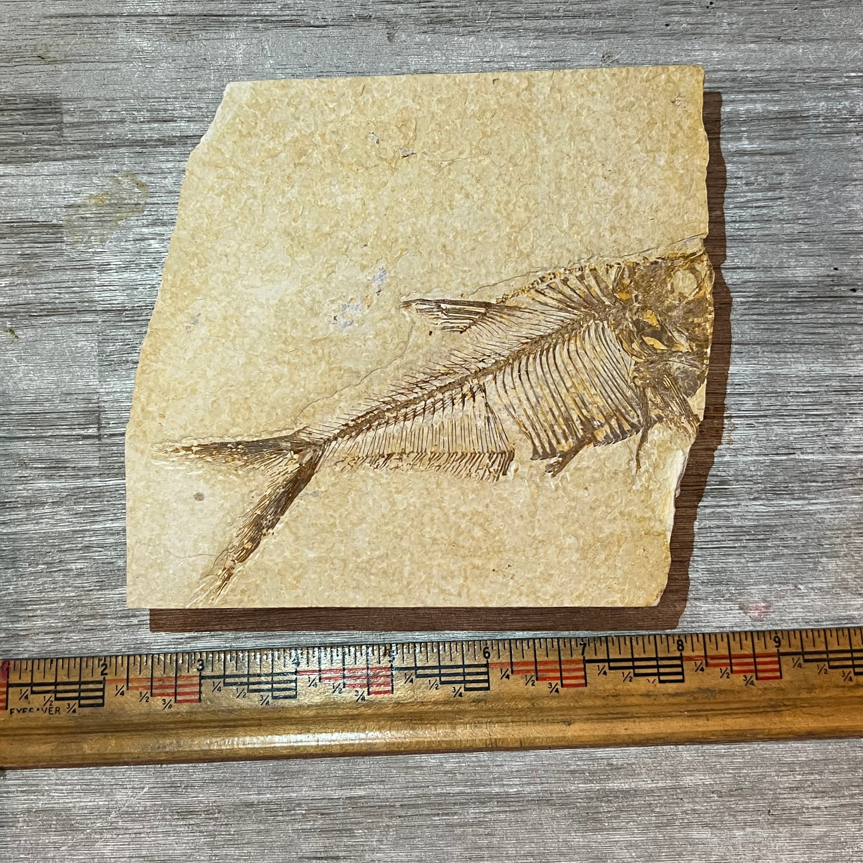 Denata Diplomystus denata fossil #2-024 – Gallegos Zoological