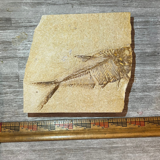 Fossilized fish specimen on a wooden surface with a ruler for scale.