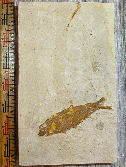 Fossilized fish on a piece of stone with a ruler for scale on a wooden surface