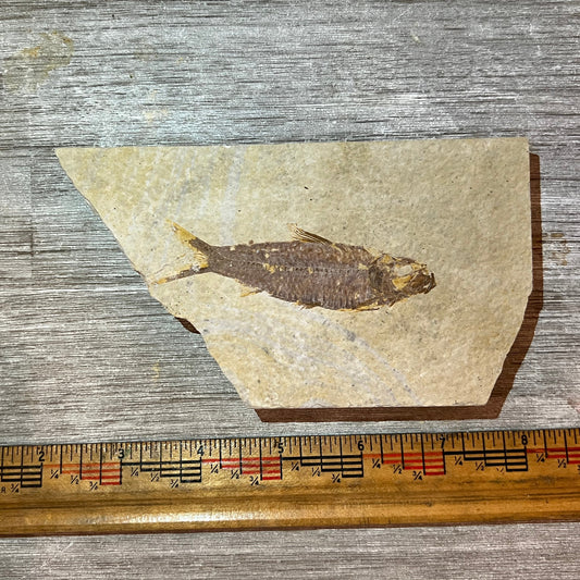 Fossilized fish on a piece of paper with a ruler for scale on a wooden surface