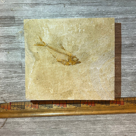 Fossilized fish on a piece of stone with a ruler for scale on a wooden surface