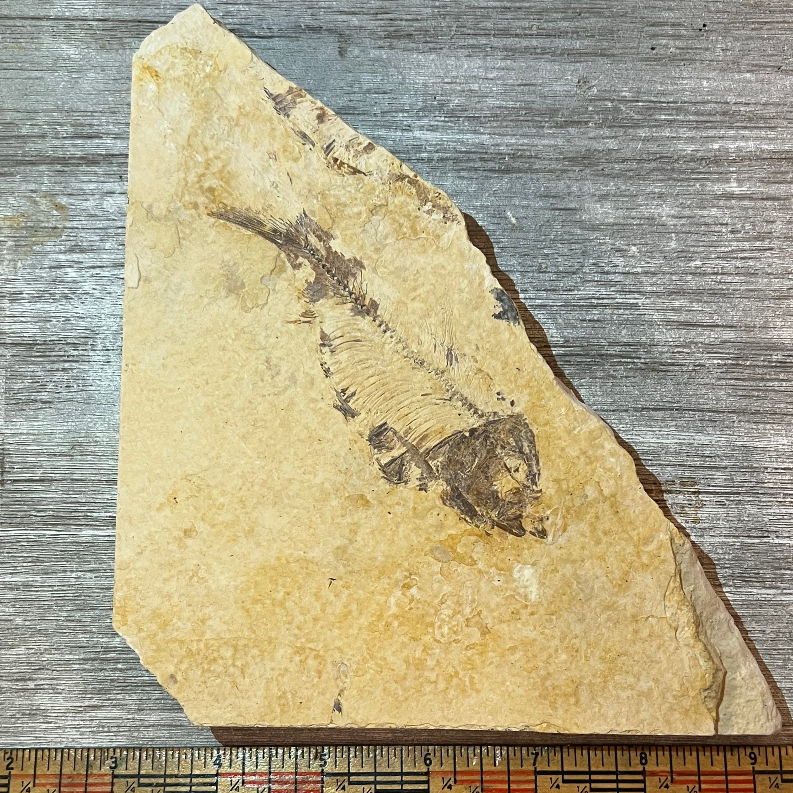 Knightia eocaena fossil #2-013 – Gallegos Zoological