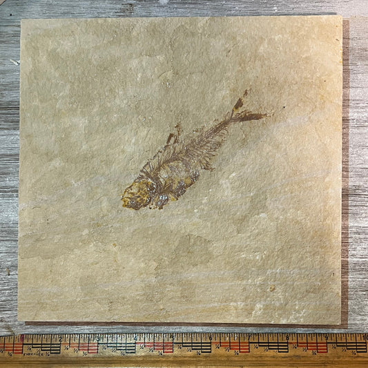 Diplomystus fossil fish on square tile