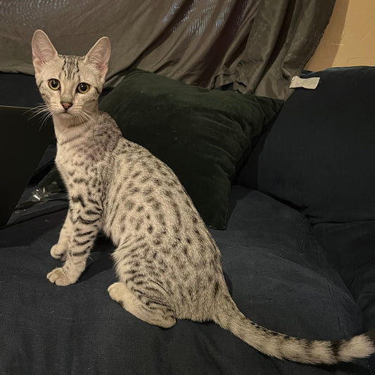 Egyptian mau adult female