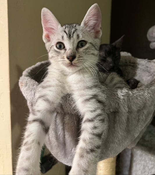 Silver egyptian mau kitten 