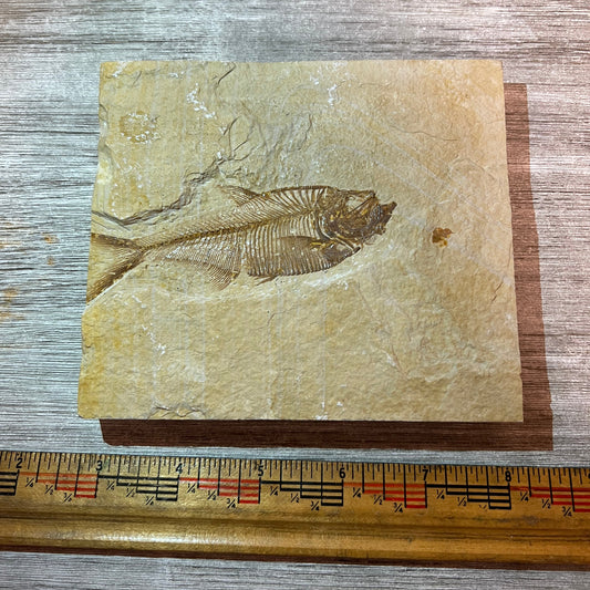 Fossilized fish on a piece of stone with a ruler for scale on a wooden surface