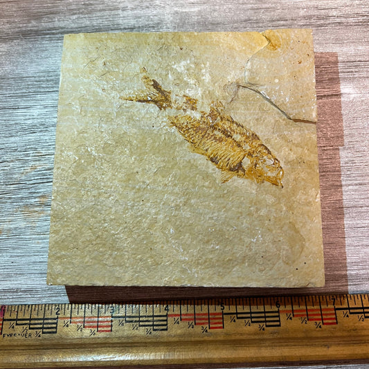 Fossilized fish on a square piece of stone with a ruler for scale on a wooden surface
