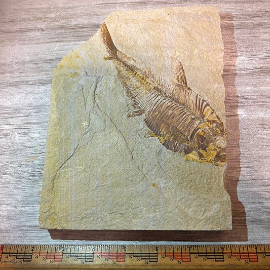 Fossilized fish on a rock with a ruler for scale on a wooden surface
