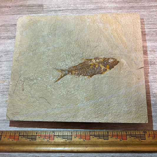 Fossilized fish on a piece of stone with a ruler for scale on a wooden surface