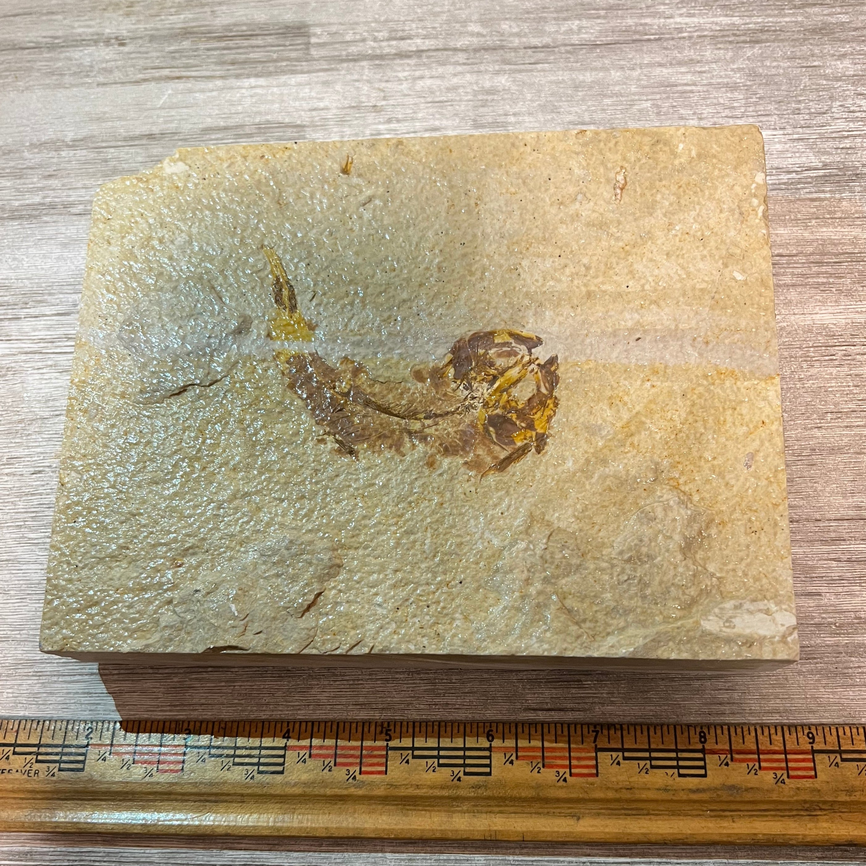 Knightia eocaena fossil #3-014 – Gallegos Zoological