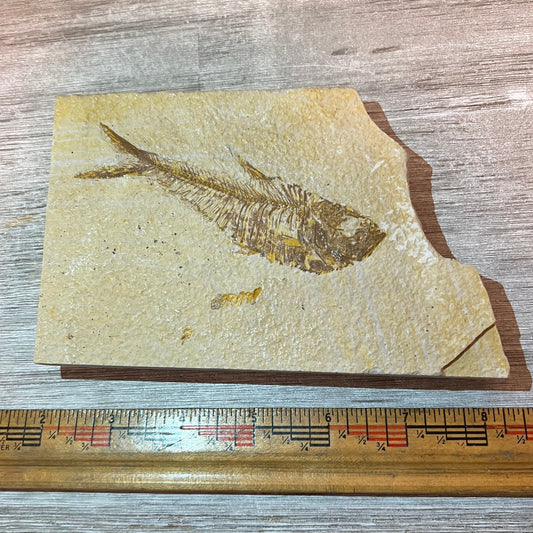 Diplomystus denatus fossil #3-015