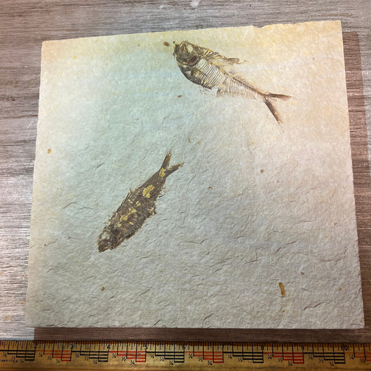 Diplomystus and Knightia fossil fish plate