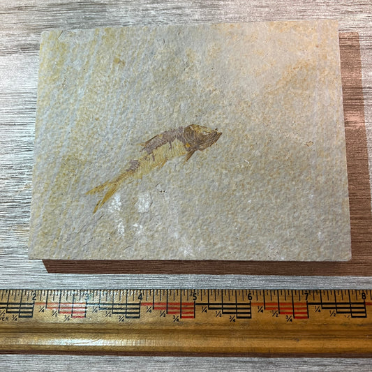 Fossilized fish on a piece of stone with a ruler for scale on a wooden surface