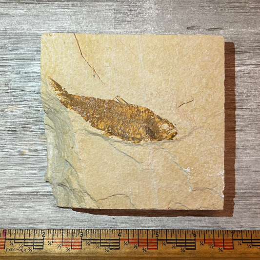 Fossilized fish on a piece of rock with a ruler for scale on a wooden surface