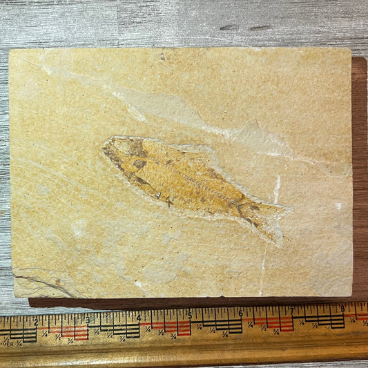 Fossilized fish on a piece of stone with a ruler for scale on a wooden surface