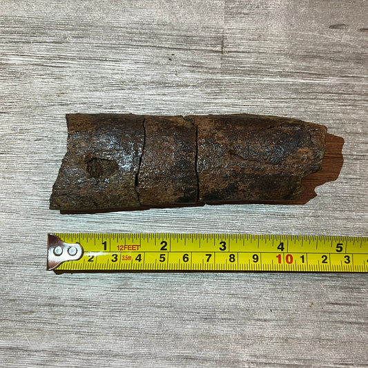 Triceratops rib fossil
