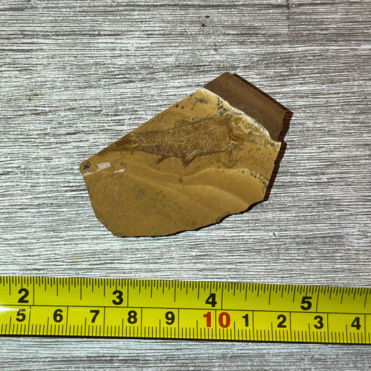  Cavenderichthys talbragarensis fish fossil