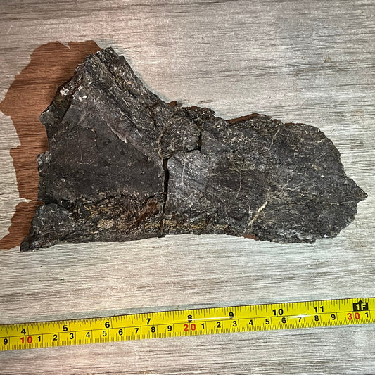 Camarasaurus fossil