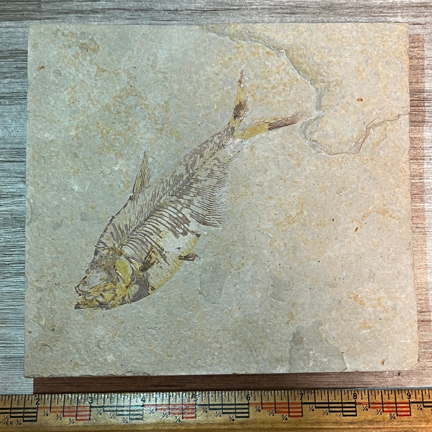 Diplomystus denatus fossil #7-006