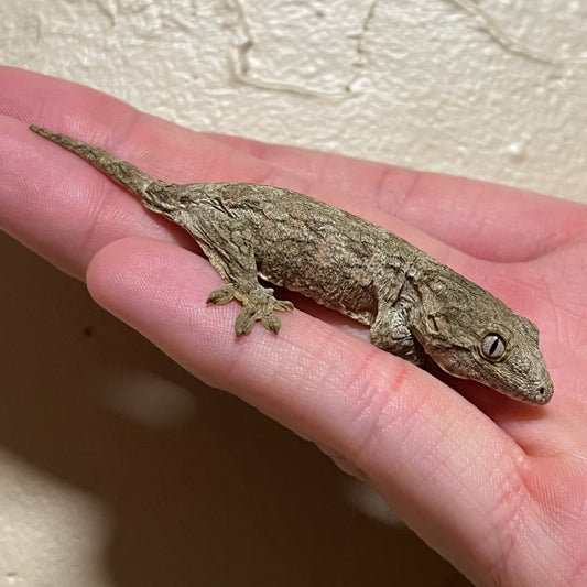 Rhacodactylus leachianus (GTX x Nu Ana Leachie Gecko)