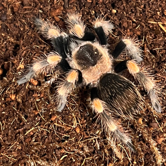 Brachypelma hamorii (Mexican Red Knee Tarantula)