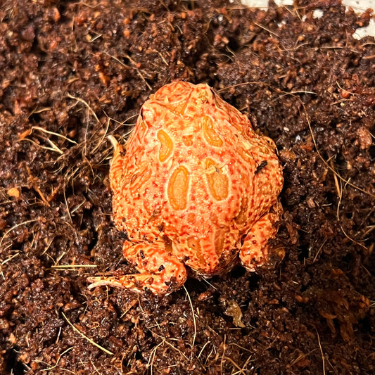 Ceratophrys cranwelli (Coral Blaze Pacman Frog)