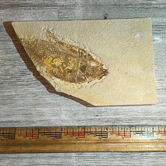 Diplomystus denatus fossil #8-007
