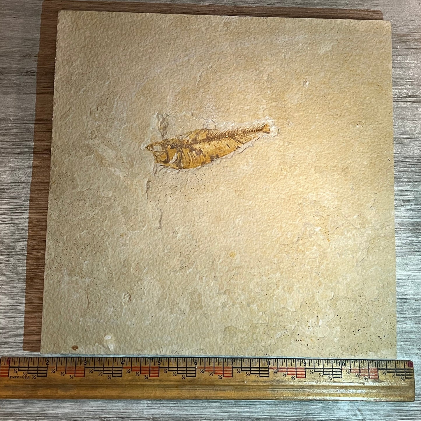 Knightia eocaena fossil #8-011