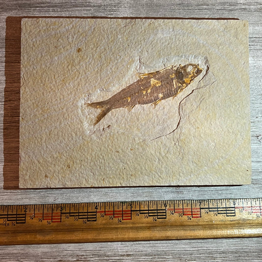 Knightia eocaena fossil #8-012