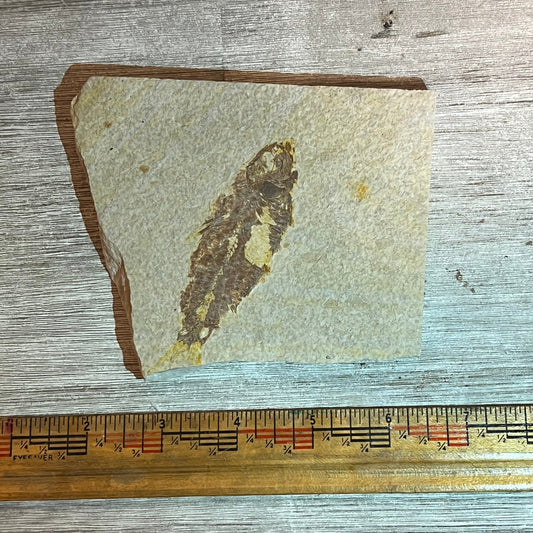 Knightia eocaena fossil #8-021