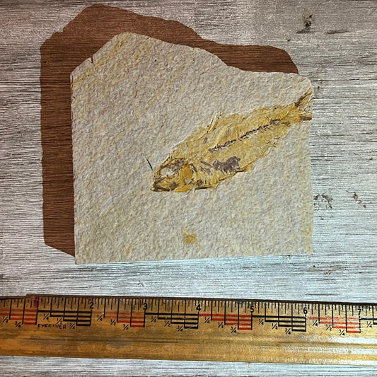 Knightia eocaena fossil #8-023