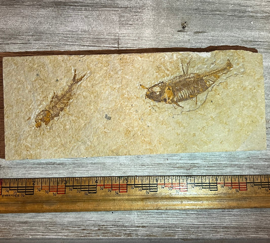 Double Knightia eocaena fossil #8-025