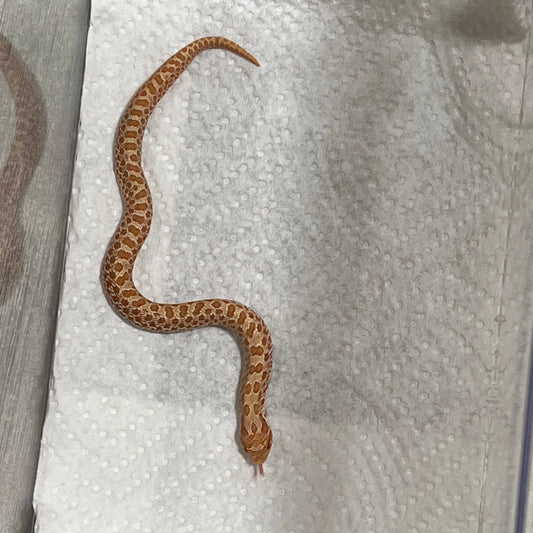 Baby Albino Western Hognose Snake