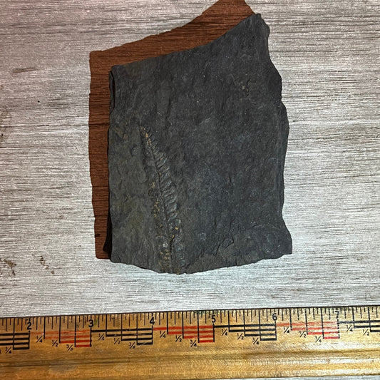 Fossilized leaf specimen next to a ruler on a wooden surface