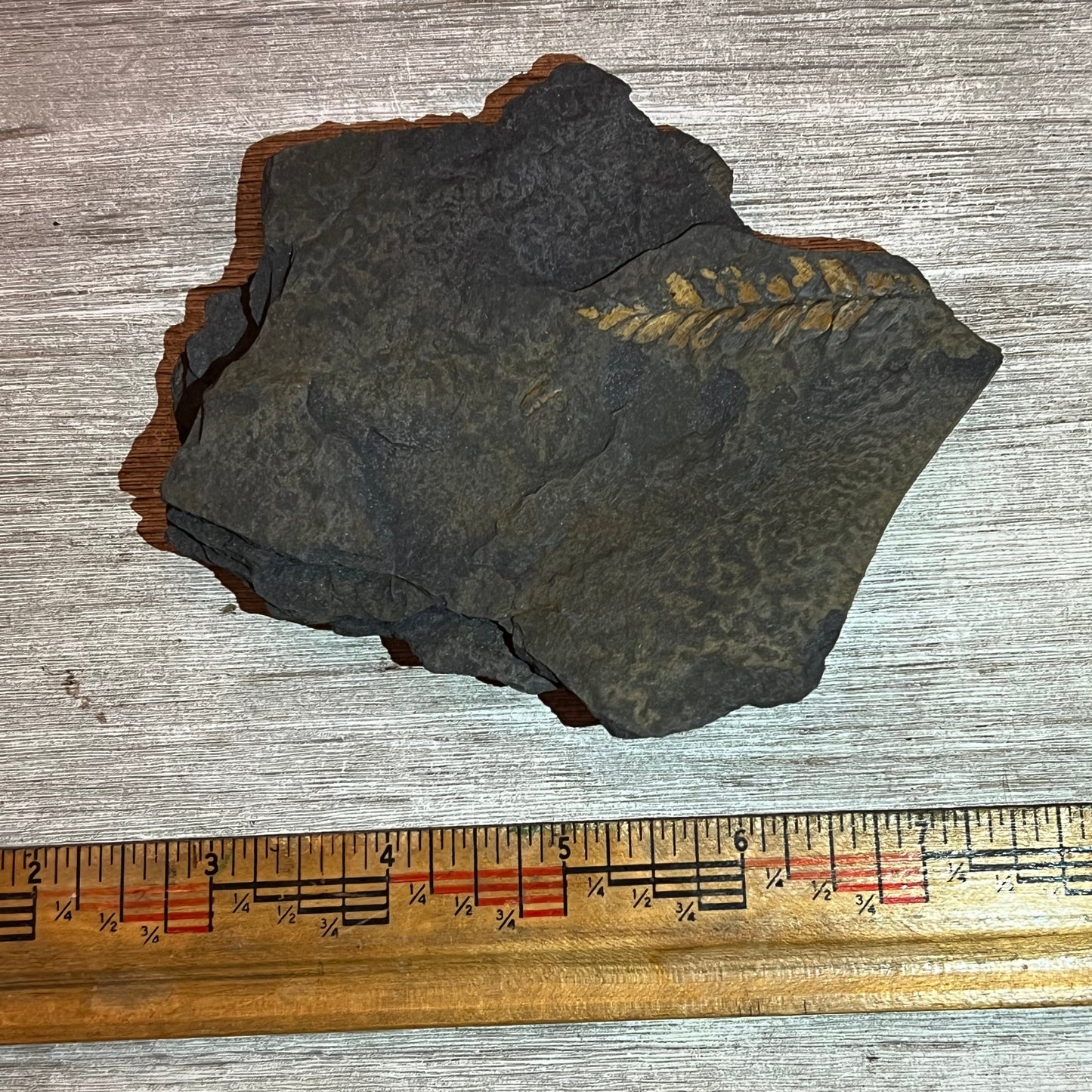 Fossilized leaf impression on a dark rock with a ruler for scale on a wooden surface