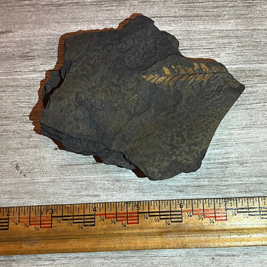 Fossilized leaf impression on a dark rock with a ruler for scale on a wooden surface