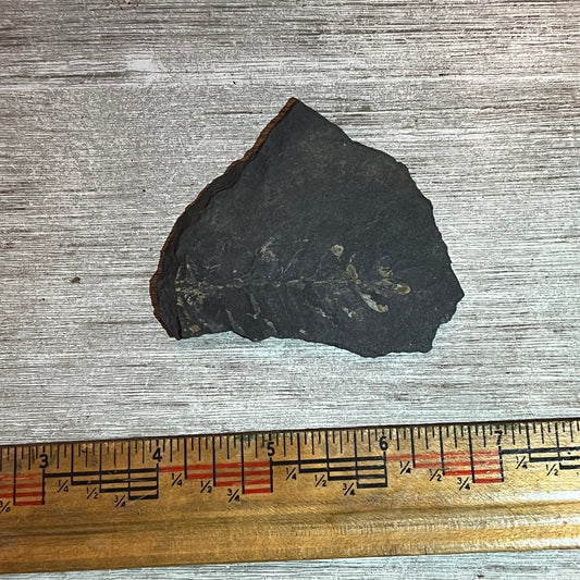 Fossilized leaf specimen next to a ruler on a wooden surface
