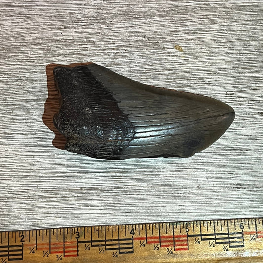 3"+ Megalodon Tooth #6-005