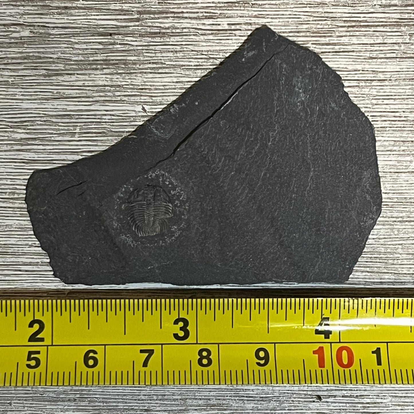 Changaspis elongata - trilobite fossil #6-006
