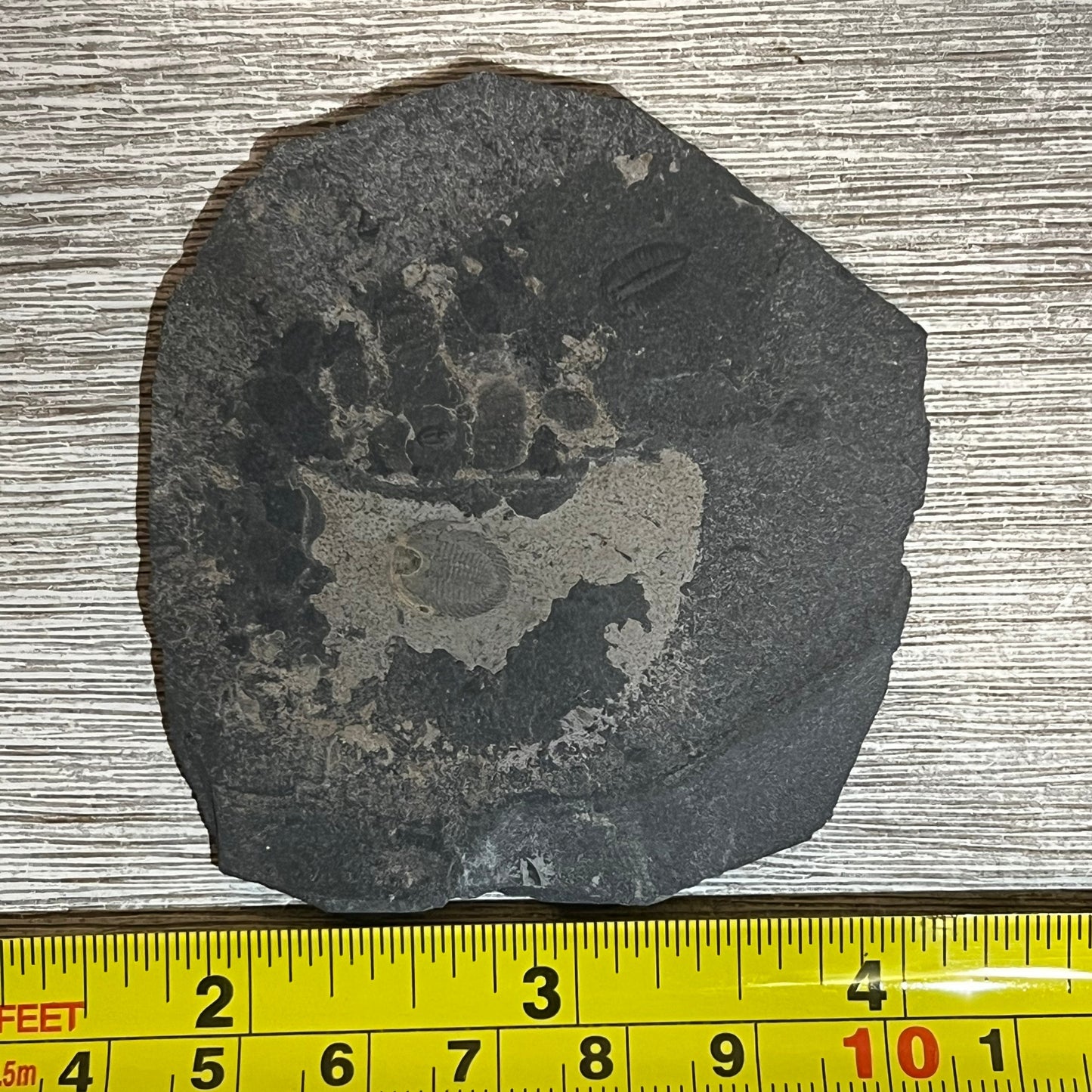 Chinese trilobite fossils