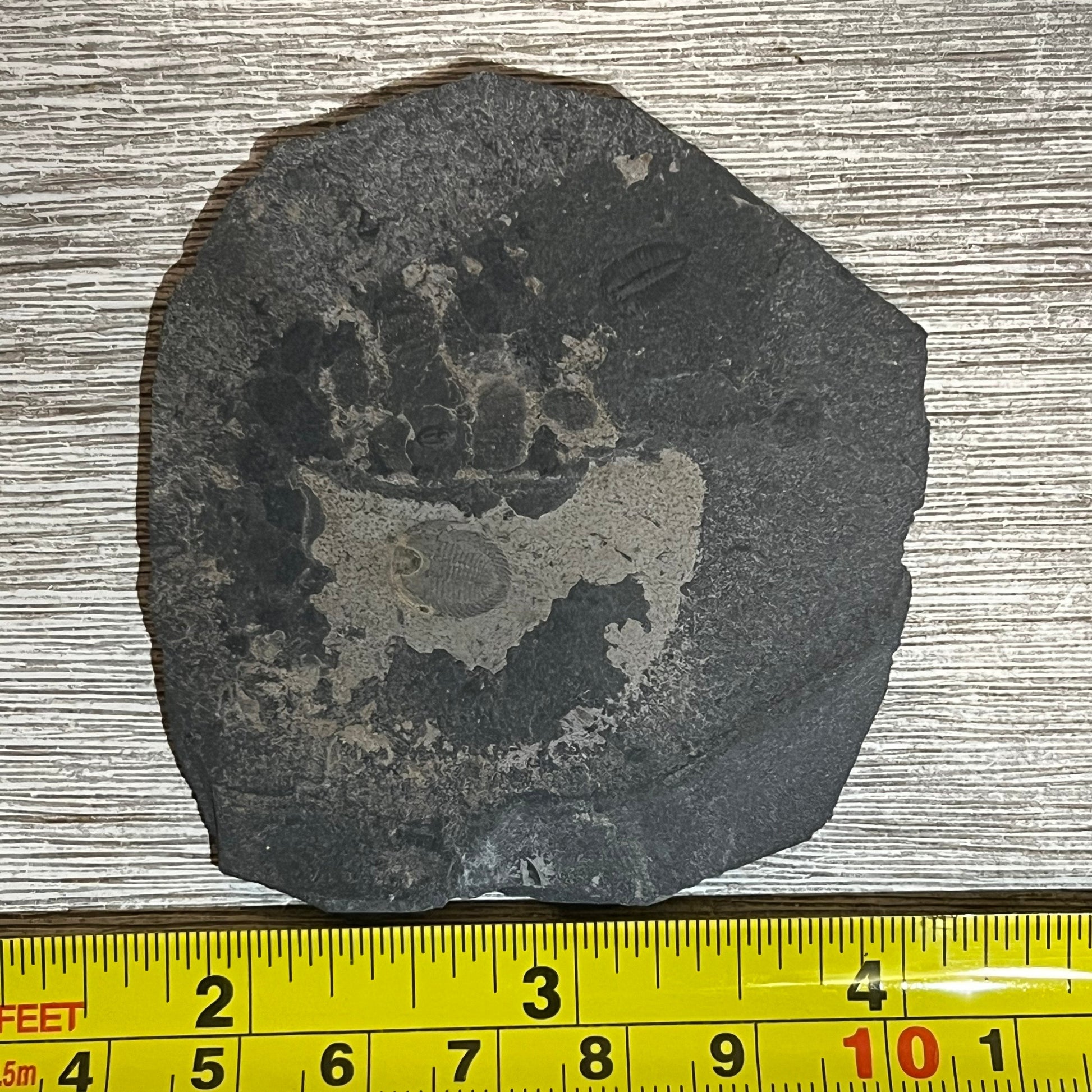 Chinese trilobite fossils