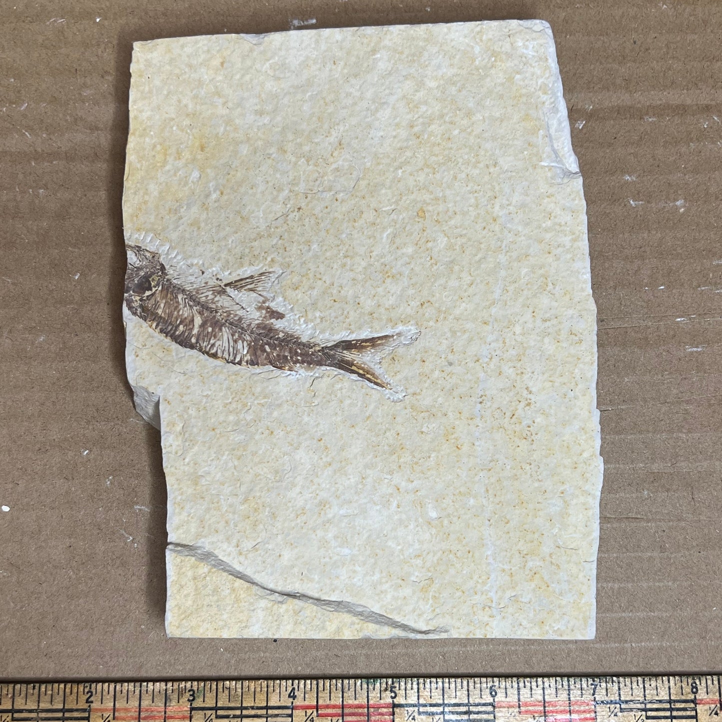 Knightia eocaena fossil #010-006