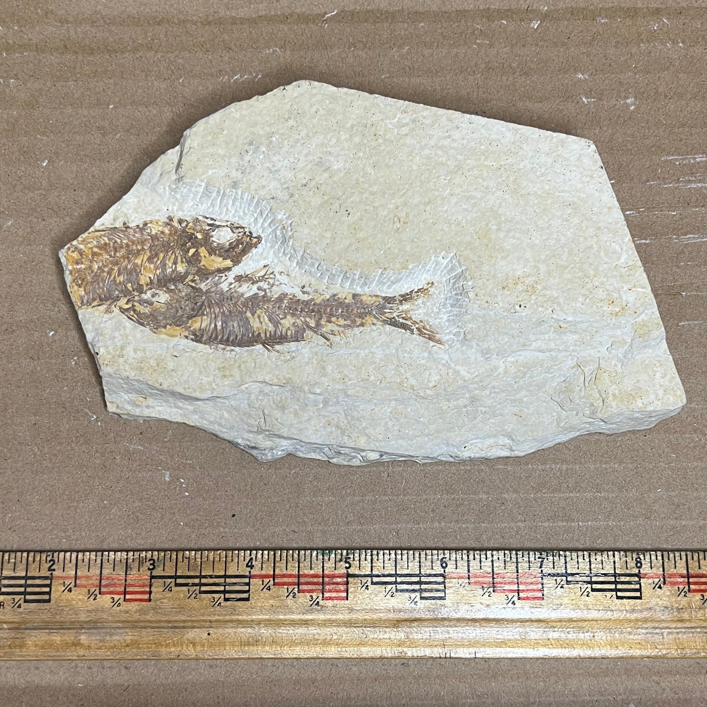 Double Knightia eocaena fish fossil #010-007